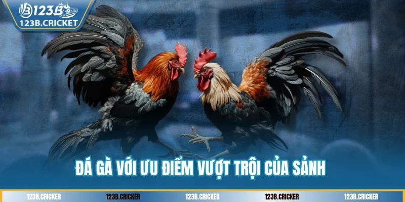 Đá gà với ưu điểm vượt trội của sảnh